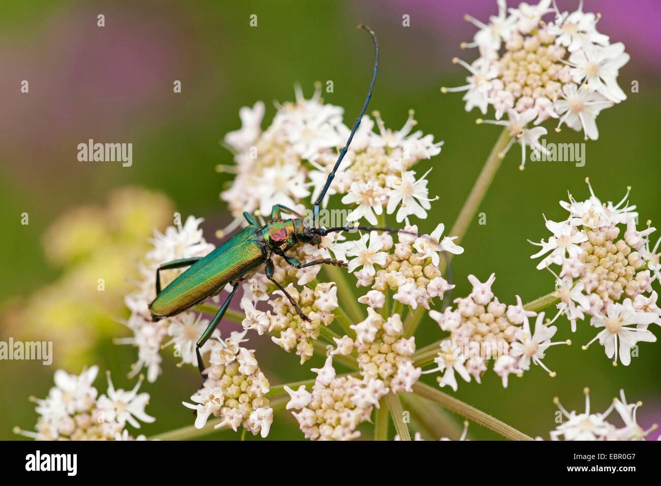 Musk (Aromia moschata), assis sur un composite, l'Allemagne, Rhénanie-Palatinat Banque D'Images