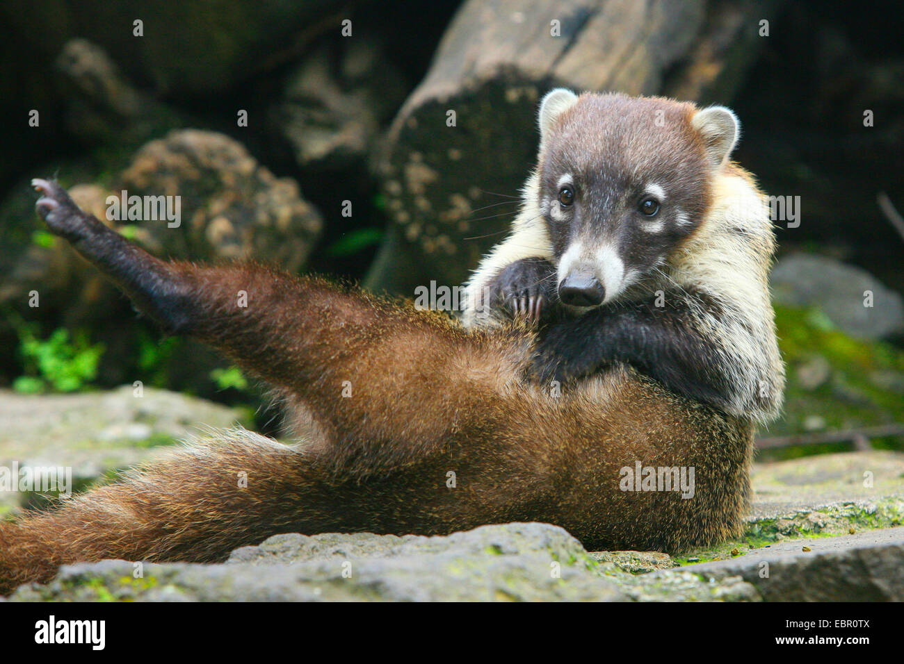 Coatimundi commun, coati, brown-nosed coati (Nasua nasua), toilettage coati, Mexique, Tepoztlßn Banque D'Images