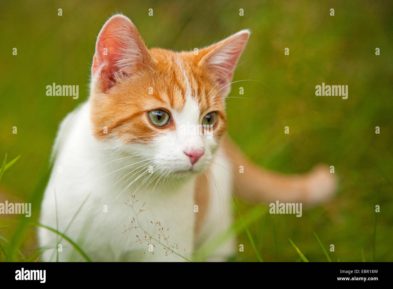 Chat domestique, le chat domestique (Felis silvestris catus). f, debout sur l'herbe, Allemagne Banque D'Images