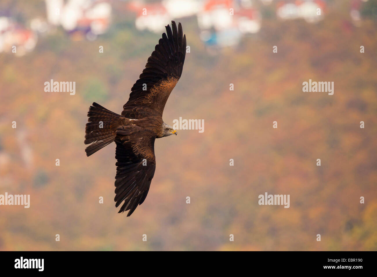 Milan noir, jaune-billed kite (Milvus migrans), en vol, l'Allemagne, Hesse, Parc National Kellerwald Banque D'Images
