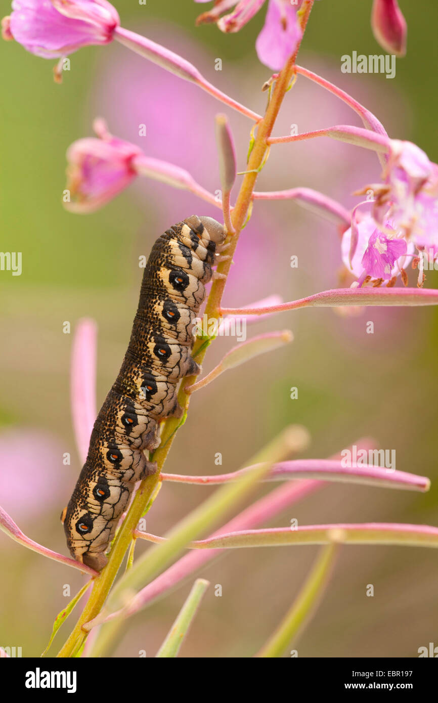 Willowherb sphynx, Curzon sphinx moth (Proserpinus proserpine), Caterpillar sur l'épilobe, Epilobium angustifolium, Allemagne, Rhénanie-Palatinat Banque D'Images