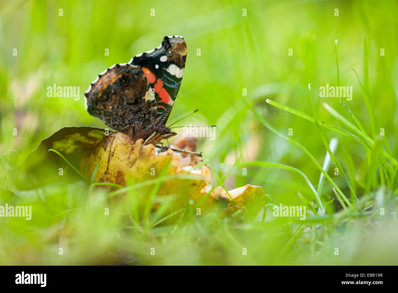 Vulcain (Vanessa atalanta, Pyrameis atalanta), dans un pré, Allemagne, Rhénanie-Palatinat Banque D'Images