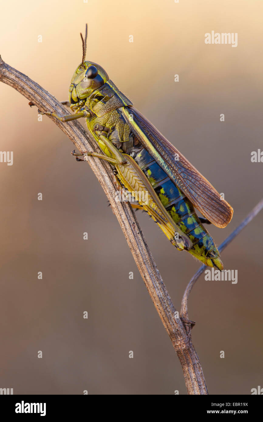 Grand Marais sauterelle (Mecostethus grossus, Stethophyma grossum), assis à une tige, Allemagne, Rhénanie du Nord-Westphalie Banque D'Images