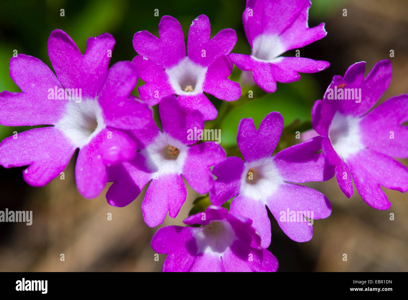 Primerose puant (Primula hirsuta), fleurs, Suisse Banque D'Images