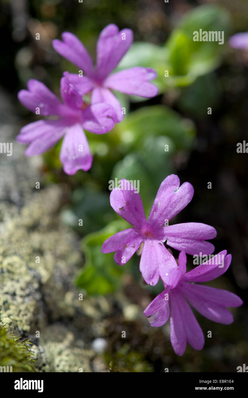 À feuilles entières (primrose Primula integrifolia), fleurs, Suisse Banque D'Images
