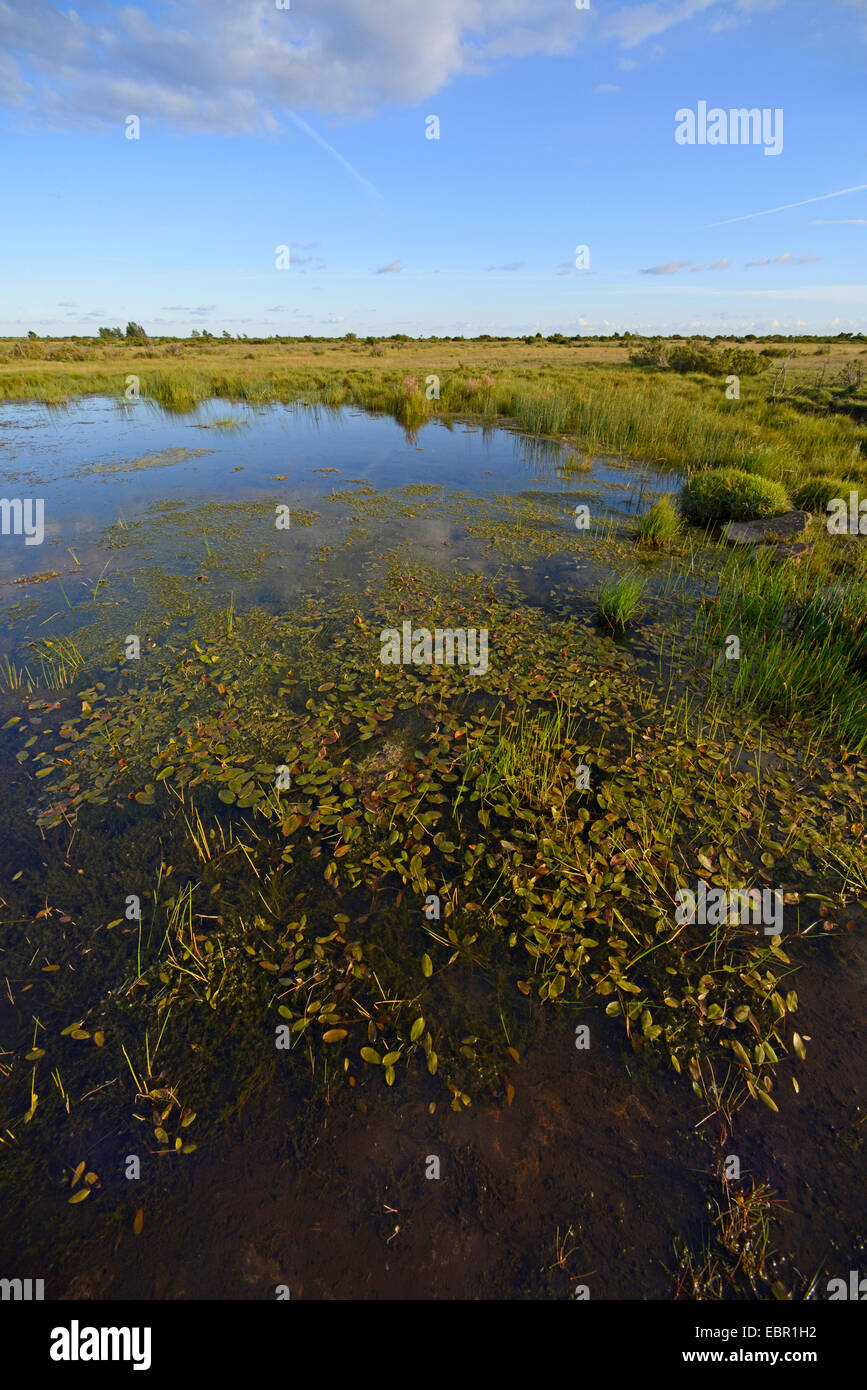 Swamp au UNESCO Woerld Heritige Site sur Stora Alvaret Oeland, la Suède, l'Oeland Banque D'Images