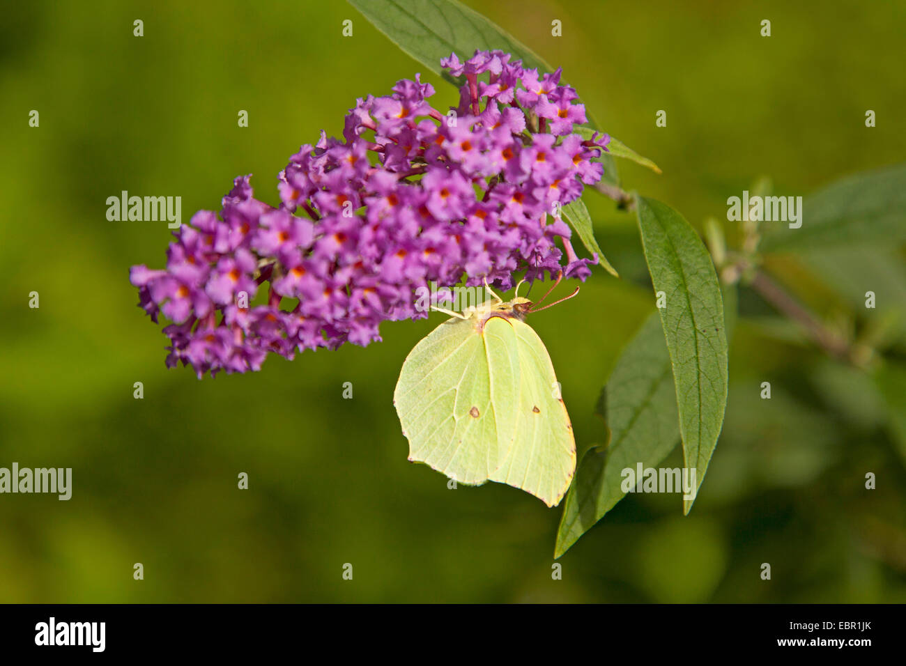 De souffre (Gonepteryx rhamni), à l'inflorescence de butterfly-bush, Allemagne, Rhénanie-Palatinat Banque D'Images