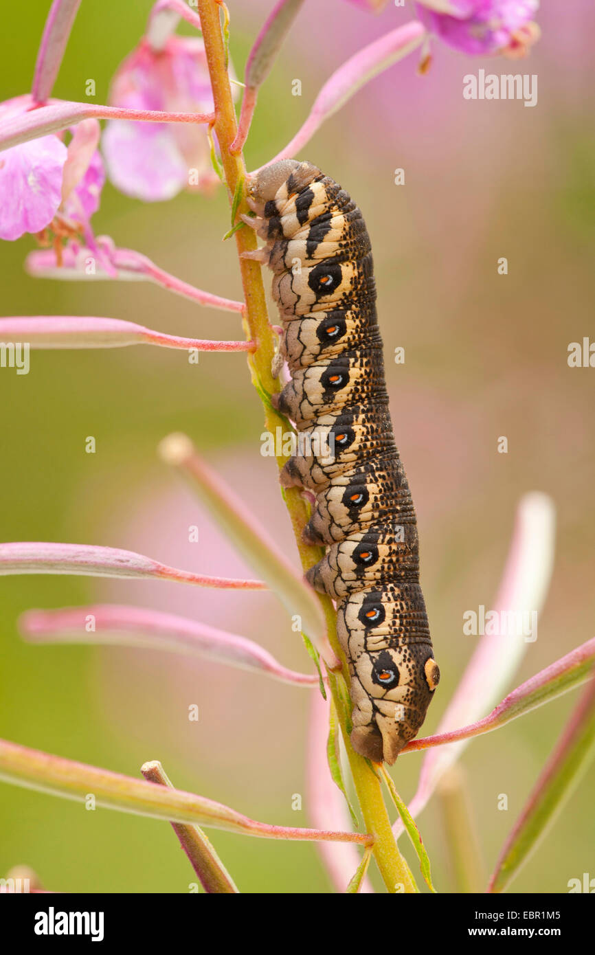 Willowherb sphynx, Curzon sphinx moth (Proserpinus proserpine), Caterpillar sur l'épilobe, Epilobium angustifolium, Allemagne, Rhénanie-Palatinat Banque D'Images