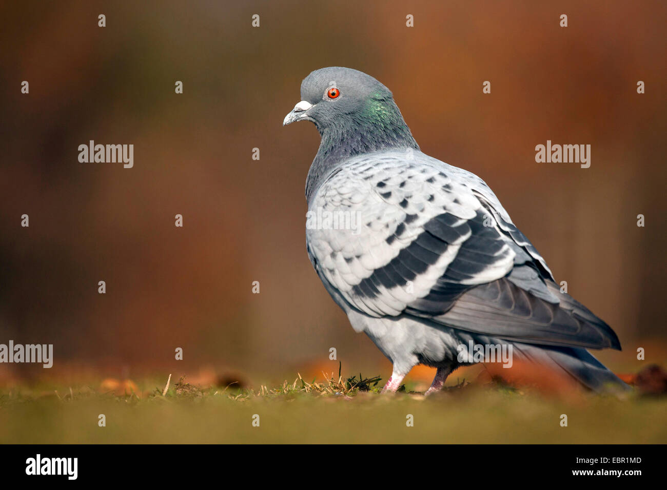 Pigeon domestique (Columba livia f. domestica), se dresse sur le terrain, l'Allemagne, Rhénanie-Palatinat Banque D'Images