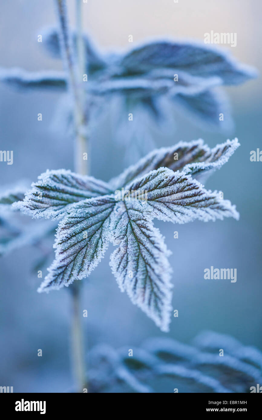 La reine-des-Prés, reine des prés (Filipendula ulmaria), avec des feuilles givre, Allemagne Banque D'Images