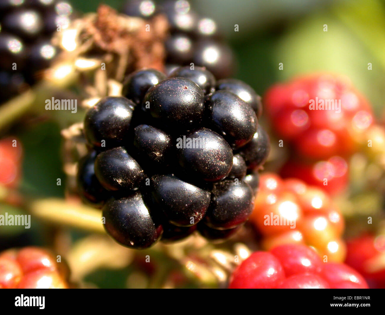 (Rubus armeniacus blackberry arménienne), de petits fruits mûrs, Allemagne Banque D'Images