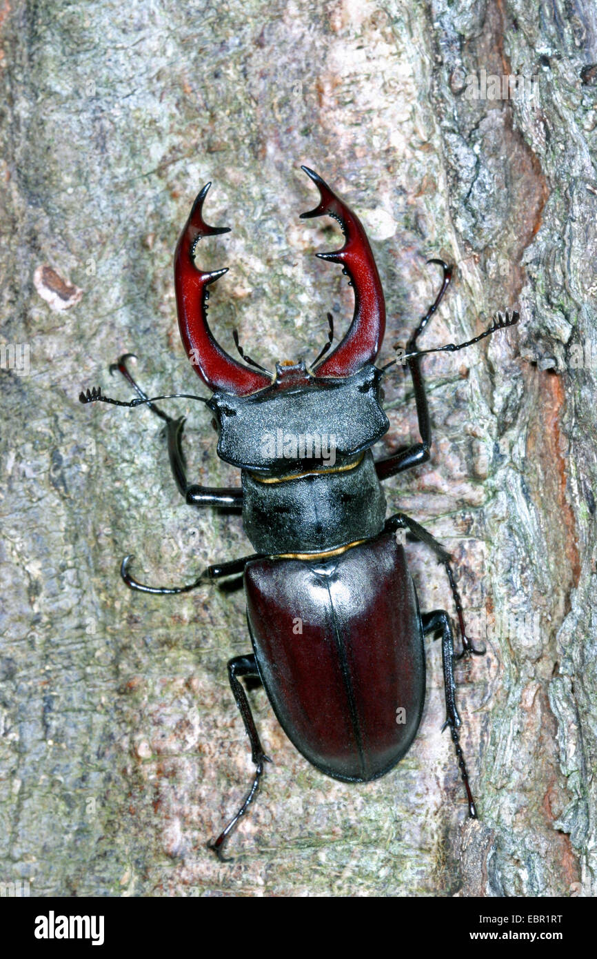 Stag beetle, stag beetle (Lucanus cervus), homme sur un tronc d'arbre, Allemagne Banque D'Images