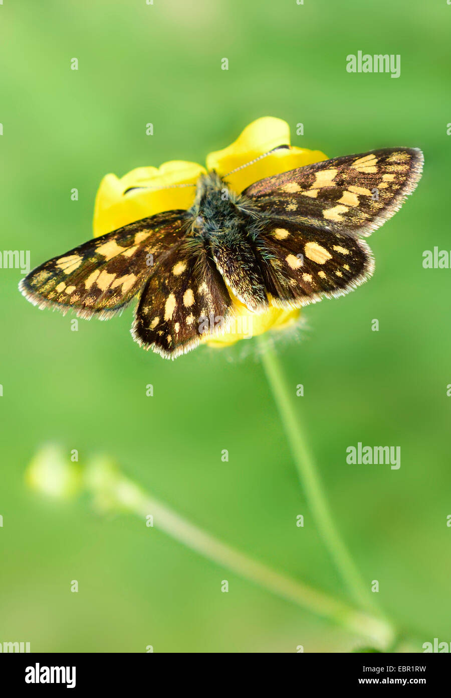 Carterocephalus palaemon hespérie (damier), assis sur une fleur de renoncule, de l'Allemagne, en Rhénanie du Nord-Westphalie, Eifel Banque D'Images