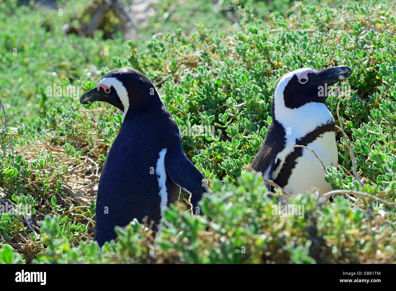 Jackass penguin, manchot, le putois (Spheniscus demersus), à la végétation côtière de la plage de Boulders, Afrique du Sud, Kap-Provinz Banque D'Images