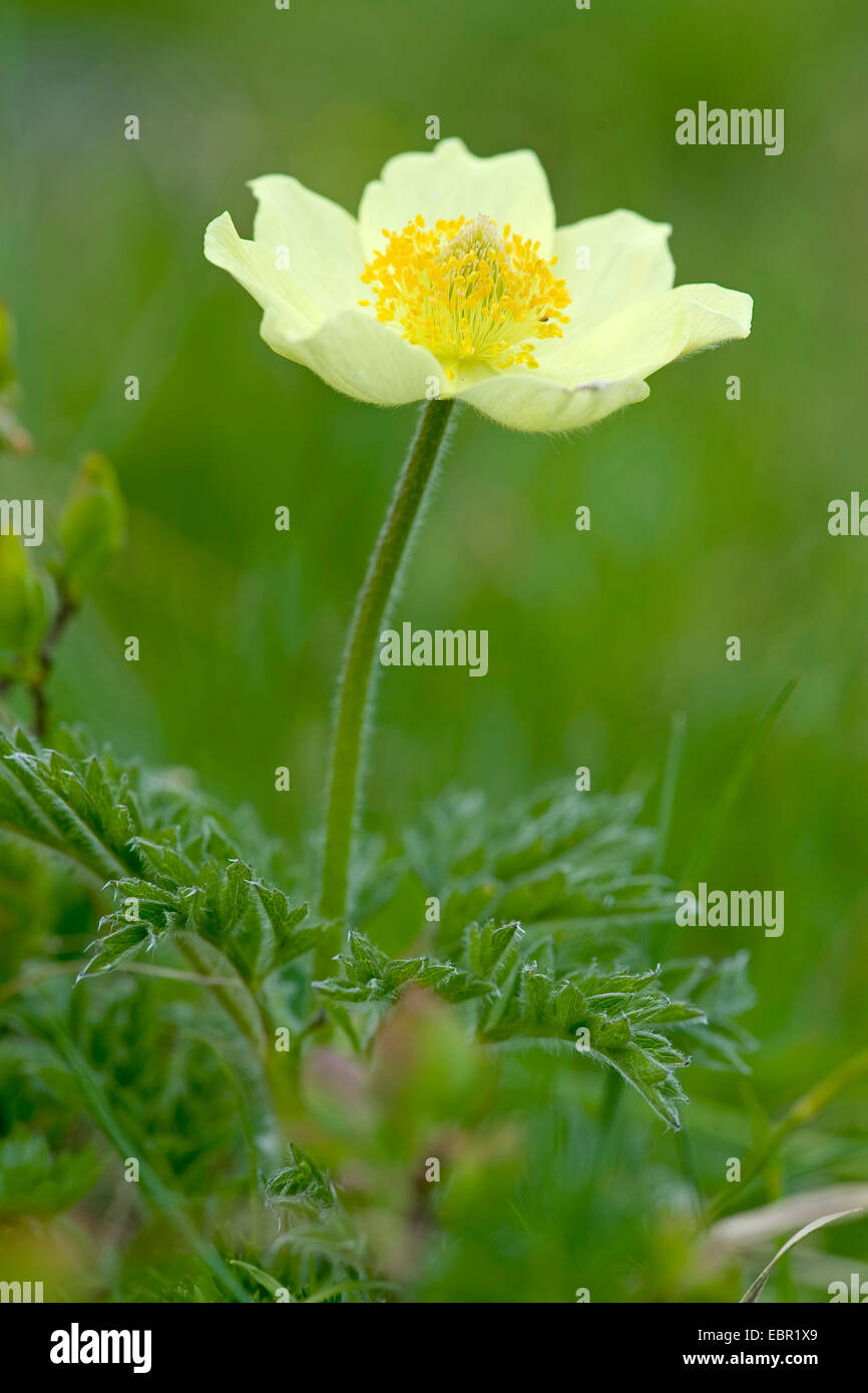 Anémone des Alpes (Pulsatilla alpina ssp. apiifolia Pulsatilla, apiifolia), fleur, Suisse Banque D'Images