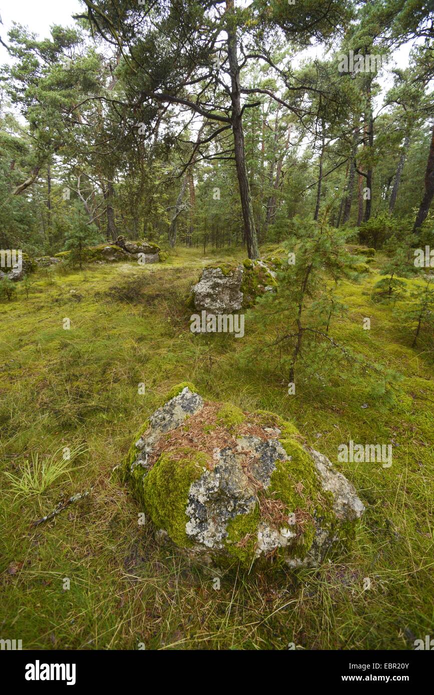 Pin sylvestre, le pin sylvestre (Pinus sylvestris), rochers moussus dans une forêt de pins sur les îles Féroé, la Suède, Gotland Banque D'Images