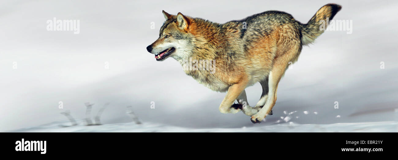 Le loup gris d'Europe (Canis lupus lupus), le loup d'exécution sur la neige Banque D'Images
