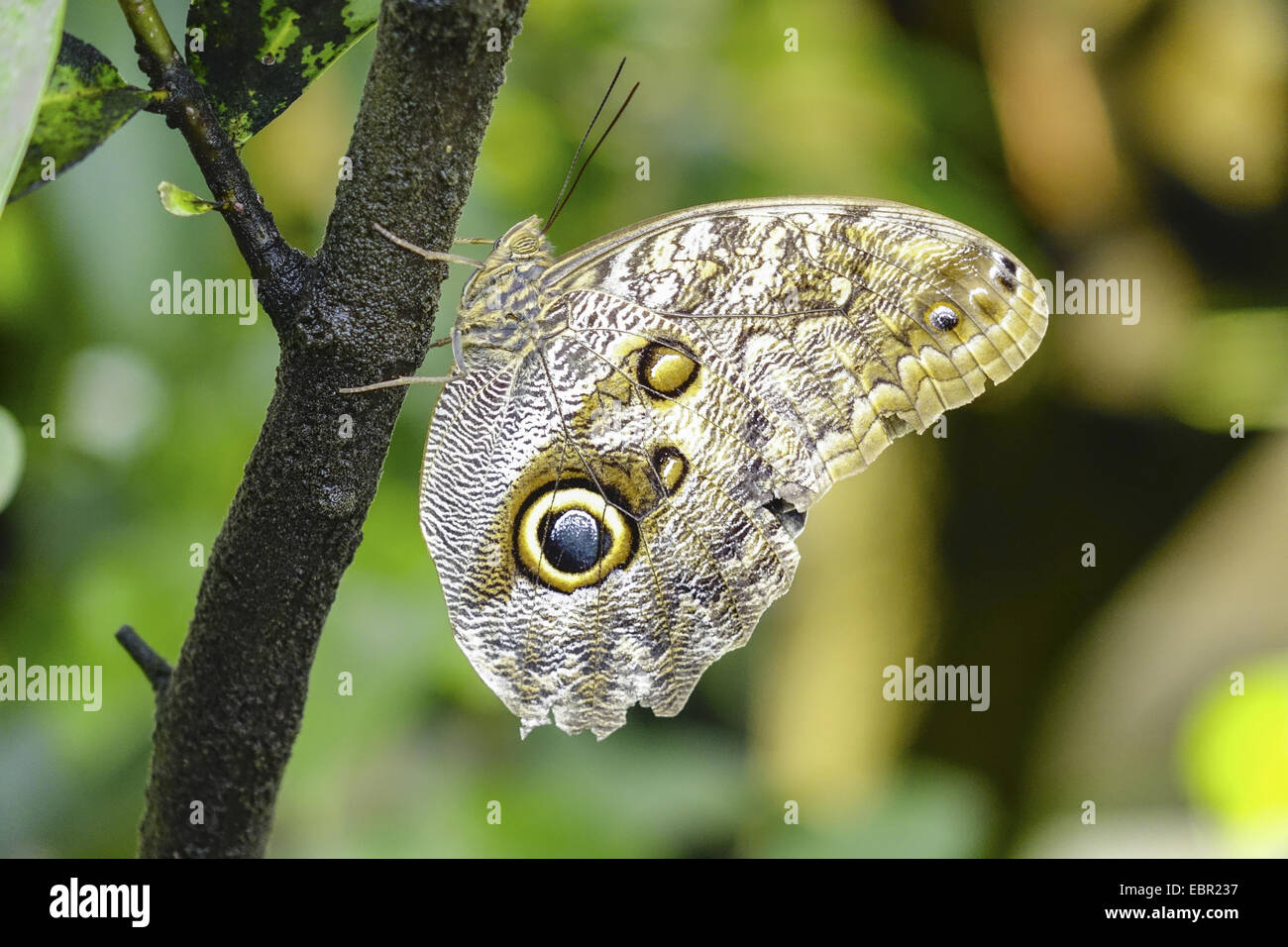 Le géant de la forêt des marais (Caligo eurilochus), assis à une succursale Banque D'Images