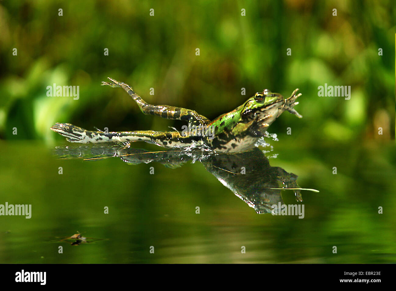 Grenouille comestible européen commun, edible frog (Rana kl. esculenta, Rana esculenta, Pelophylax esculentus), sauter dans l'eau, de l'Allemagne Banque D'Images