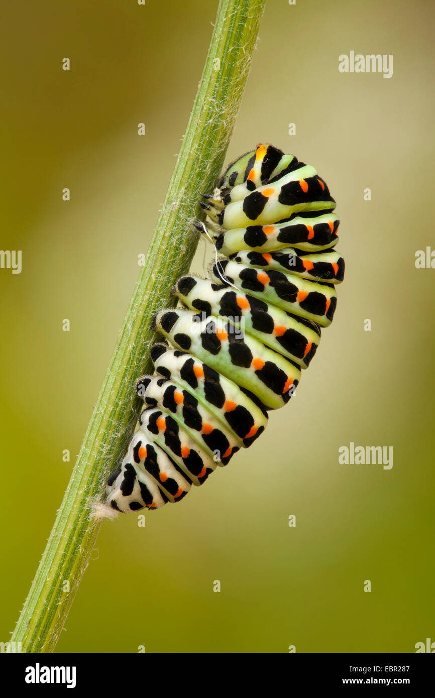 Papilio machaon), avant la nymphose, Allemagne, Rhénanie-Palatinat Banque D'Images