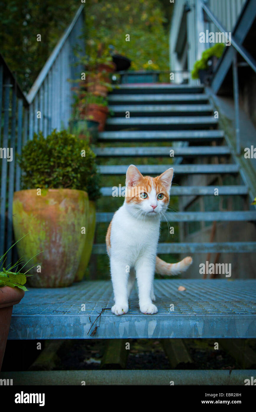 Chat domestique, le chat domestique (Felis silvestris catus). f, debout sur un escalier, Allemagne Banque D'Images