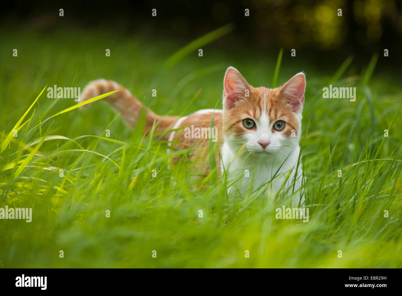 Chat domestique, le chat domestique (Felis silvestris catus). f, debout sur l'herbe, Allemagne Banque D'Images