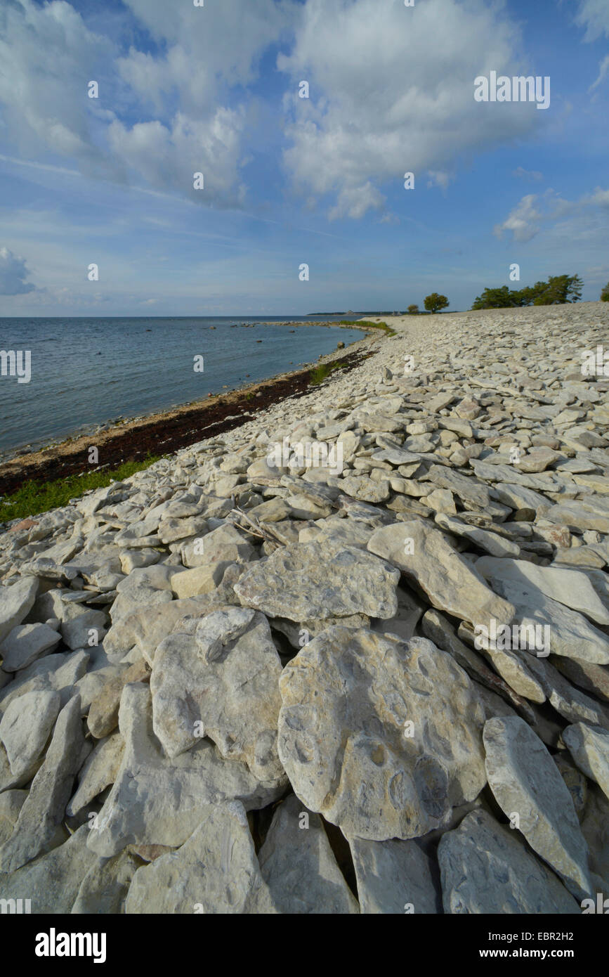 Fossiles sur la plage de Gotland, Suède, Gotland Banque D'Images