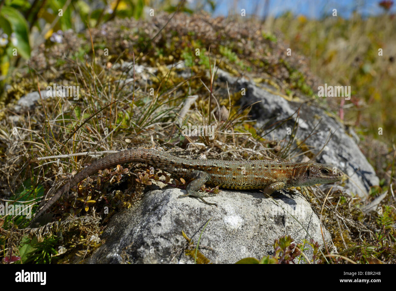 Lézard vivipare, lézard commun européen (Lacerta vivipara, Zootoca vivipara), un bain de soleil sur une pierre, la Suède, Gotland Banque D'Images