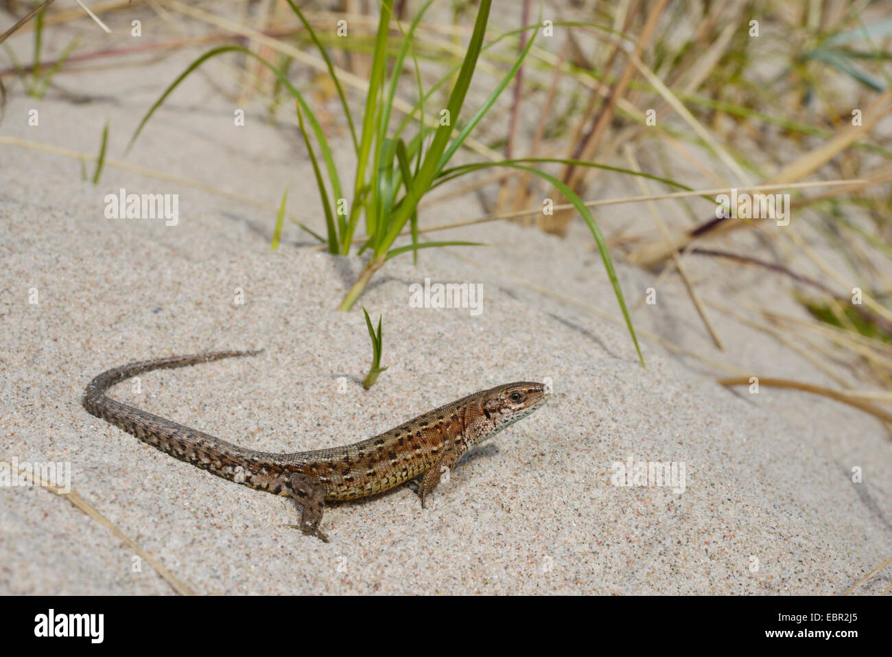 Lézard vivipare, lézard commun européen (Lacerta vivipara, Zootoca vivipara), à proximité des dunes de Gotland, Suède, Gotland Banque D'Images