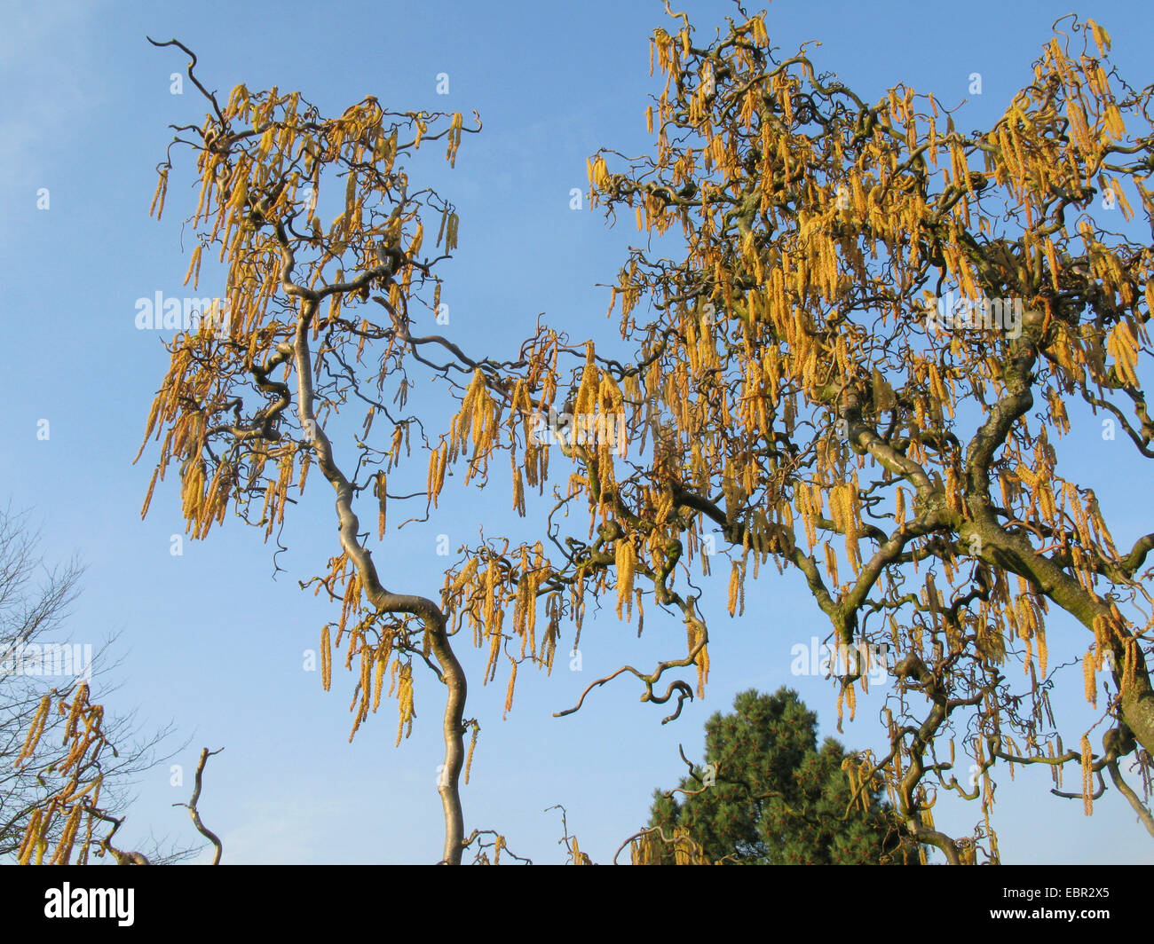 Corkscrew Hazel , Politique (Corylus avellana 'Contorta', Corylus avellana contorta), branches en fleurs, Allemagne Banque D'Images