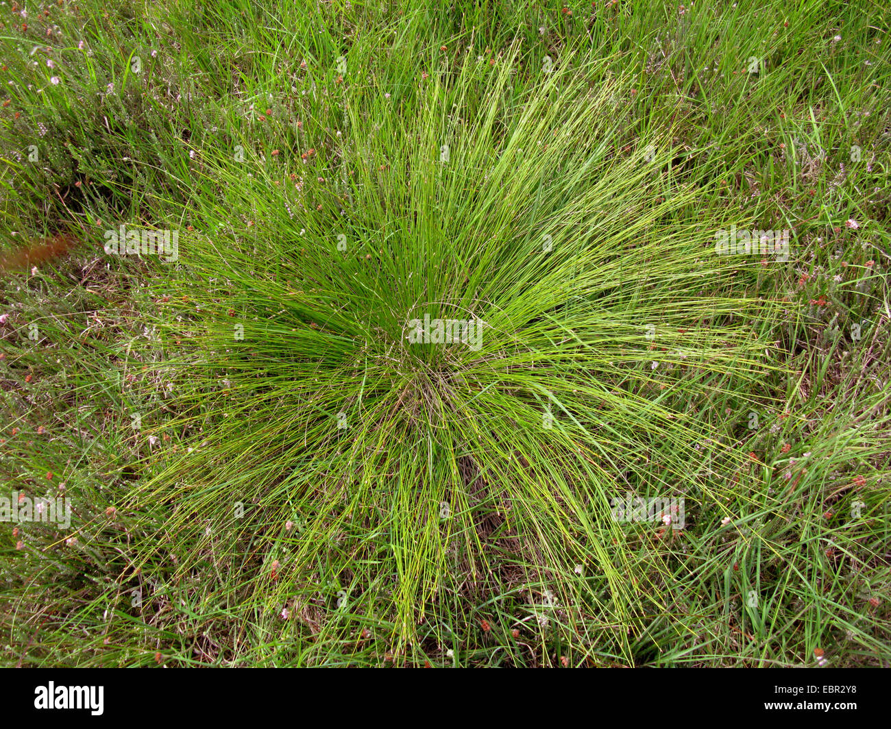 Deergrass, Deer's hair (Trichophorum cespitosum germanicum, Trichophorum ssp. germanicum), vue d'en haut, l'ALLEMAGNE, Basse-Saxe Banque D'Images