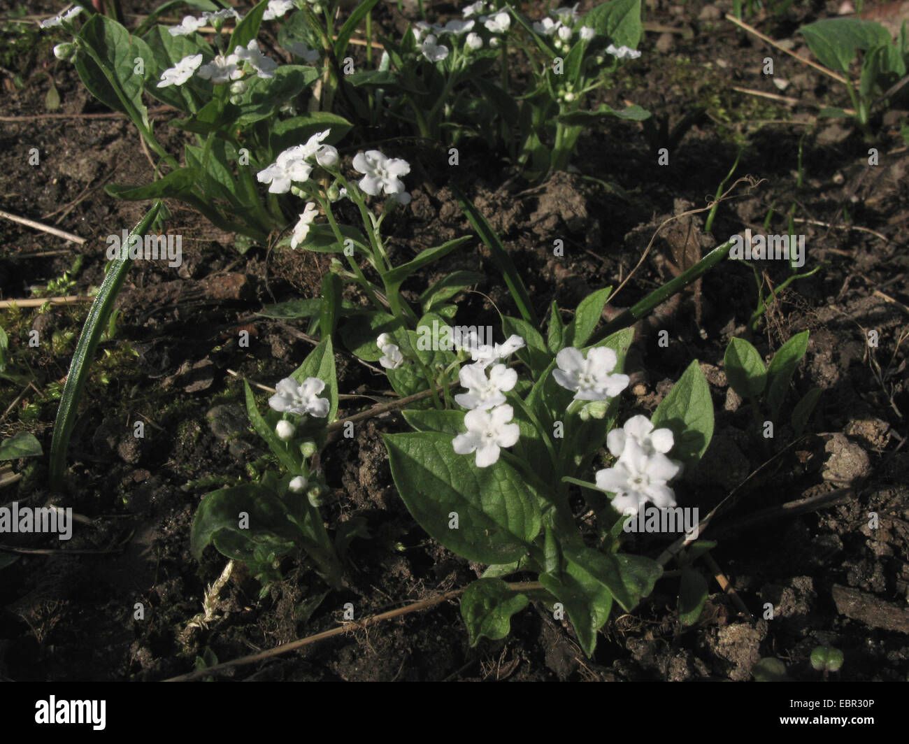 Navelwort, Blue-eyed Mary (Omphalodes verna 'Alba', Omphalodes verna Alba), le cultivar Alba, blooming Banque D'Images