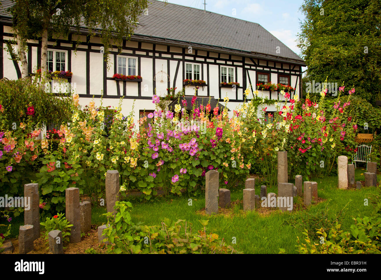 Holly Hock, rose trémière (Alcea rosea, Althaea rosea), Holly jarret en face d'une maison à pans de bois, en Allemagne, en Rhénanie-Palatinat, dans l'Niederfischbach Banque D'Images