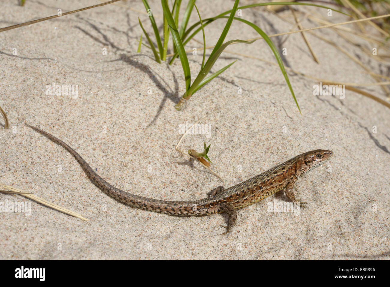Lézard vivipare, lézard commun européen (Lacerta vivipara, Zootoca vivipara), à proximité des dunes de Gotland, Suède, Gotland Banque D'Images