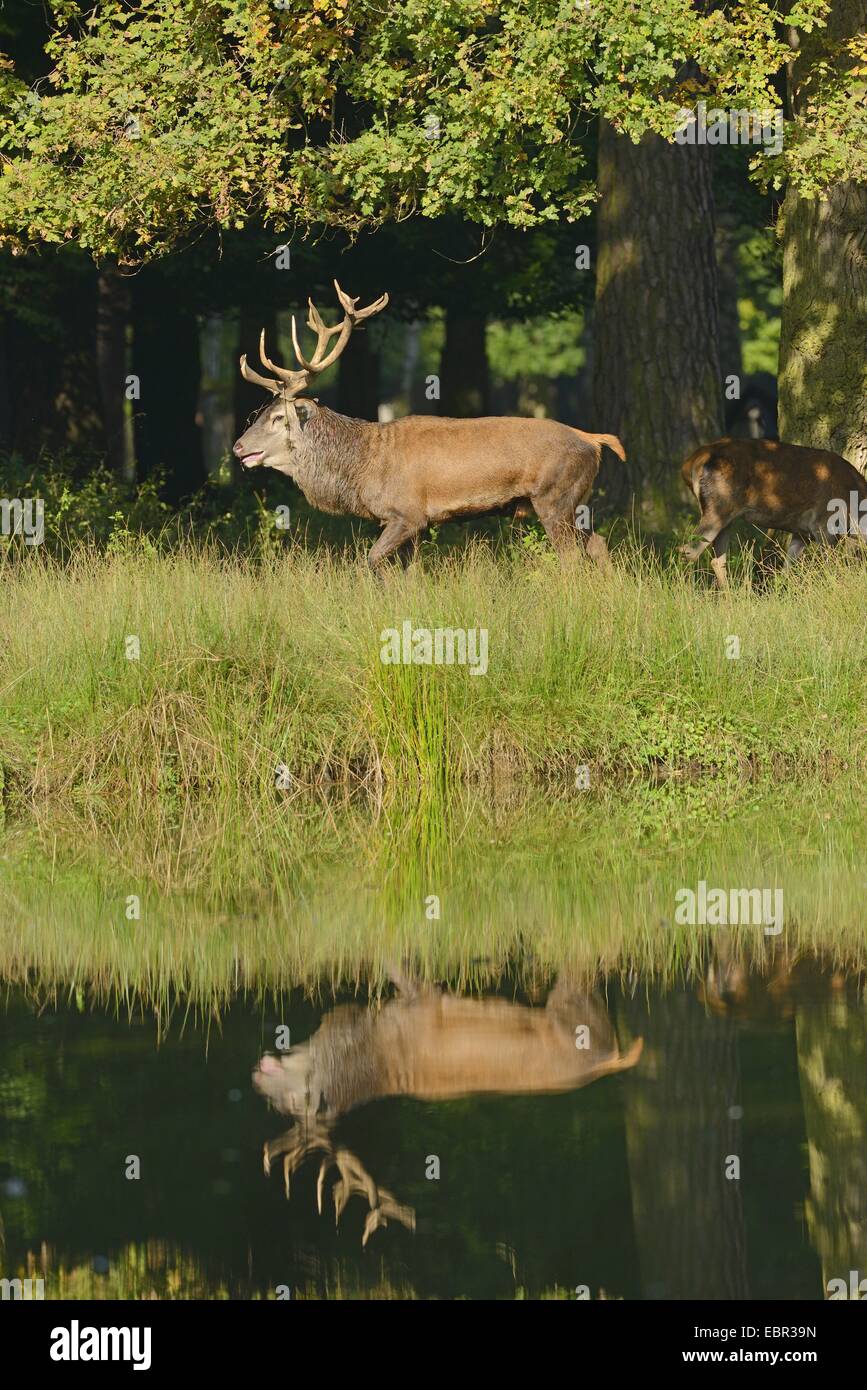 Red Deer (Cervus elaphus), le cerf, qui se reflète dans un petit lac à la lisière de la forêt, de l'Allemagne, Hesse Banque D'Images