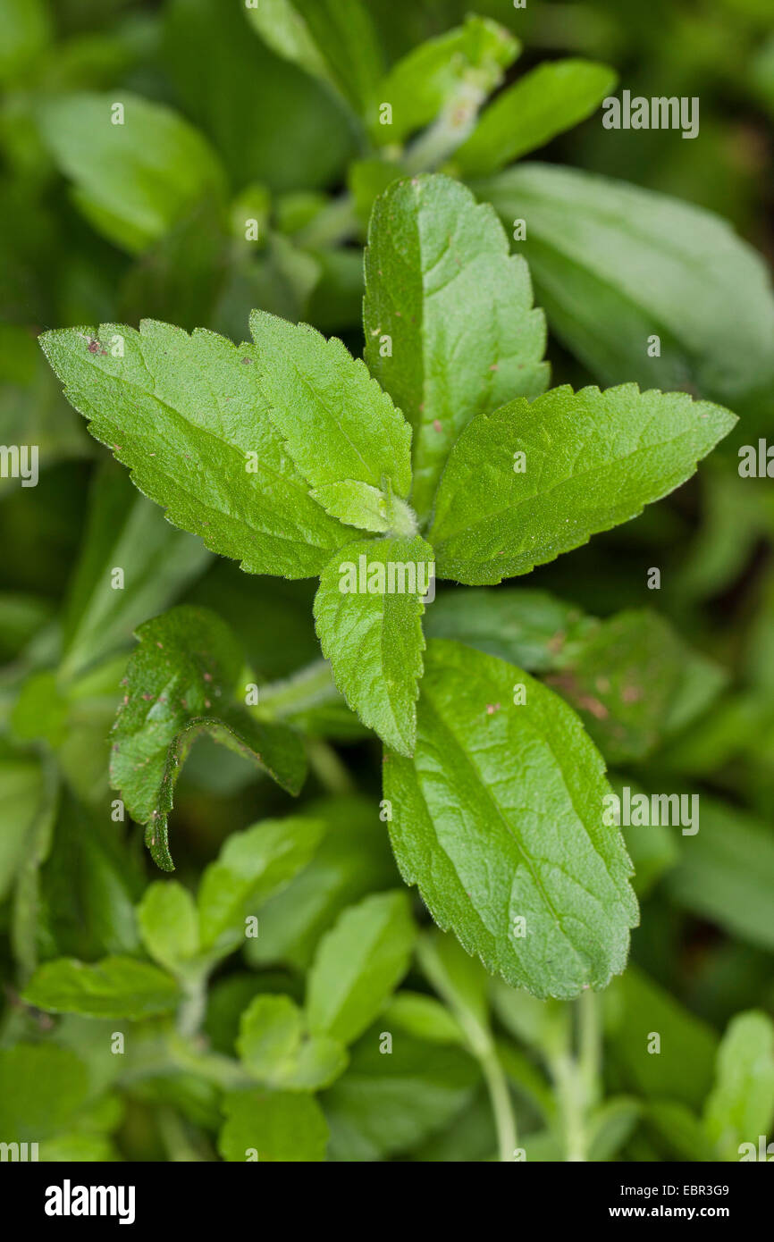 La Stévia (Stevia rebaudiana), feuilles Banque D'Images