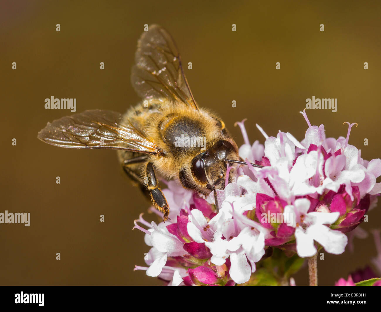 Abeille, ruche abeille (Apis mellifera mellifera), l'abeille à miel qui se nourrissent de l'origan, Allemagne Banque D'Images