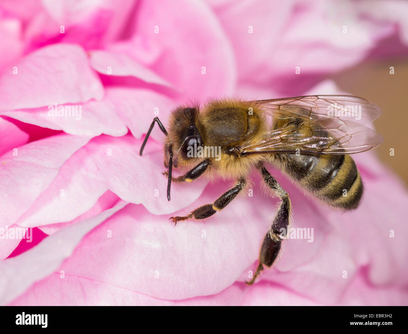Abeille, ruche abeille (Apis mellifera mellifera), assis sur une fleur rose , Allemagne Banque D'Images