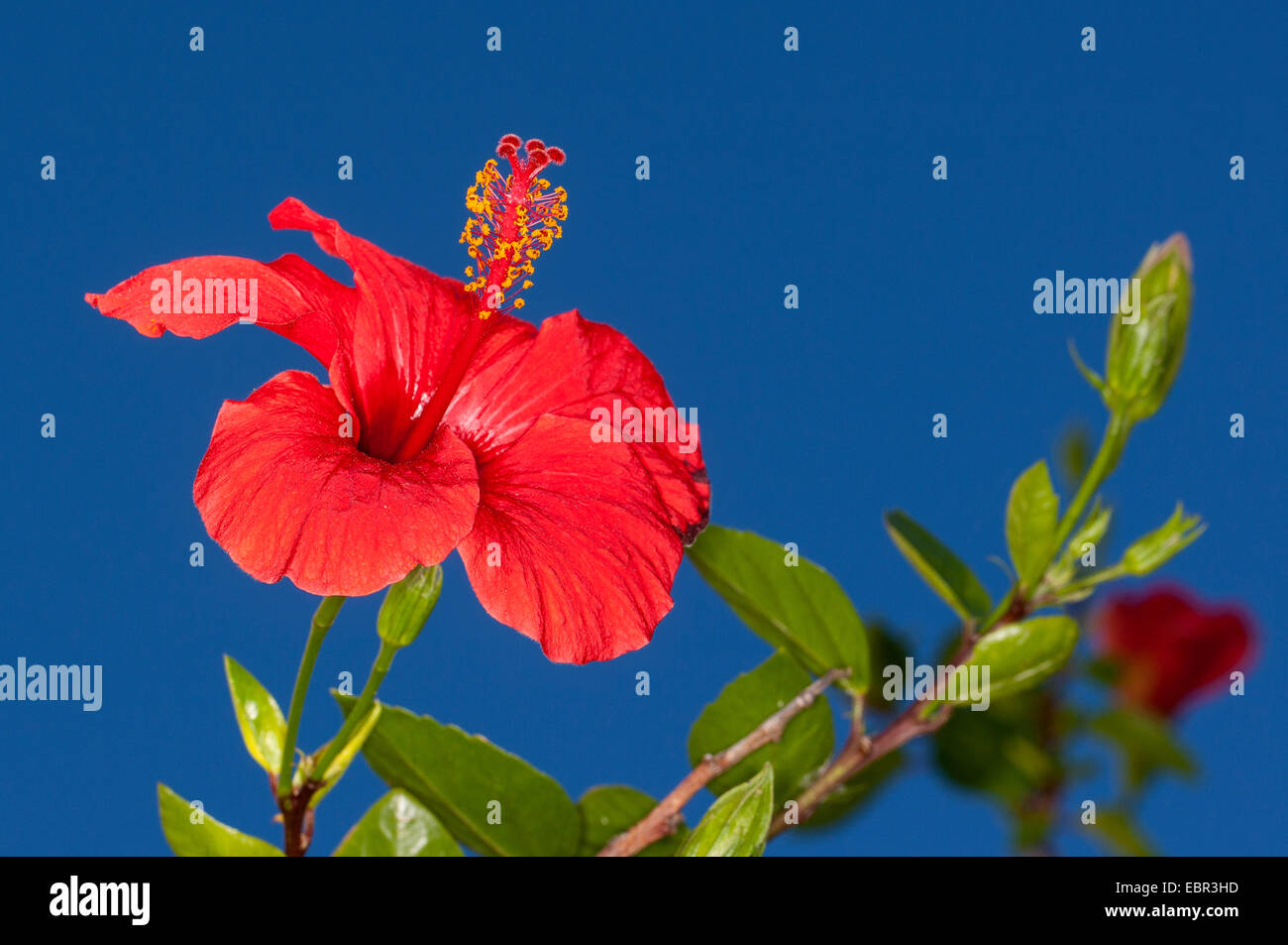 Hibiscus (Hibiscus chinois rosa-sinensis), fleur contre fond bleu Banque D'Images