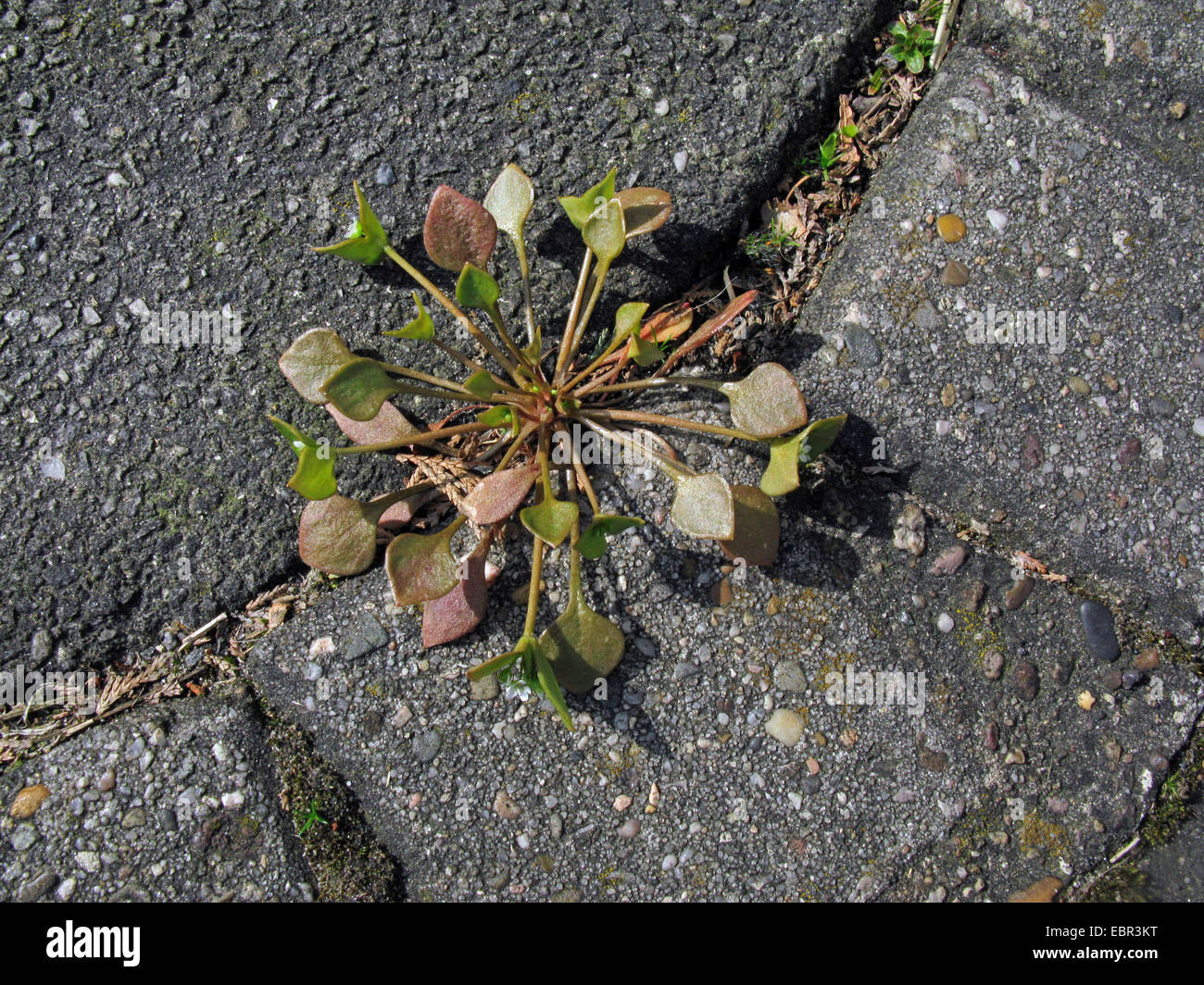 Le pourpier d'hiver, miner la mâche, laitue (Claytonia perfoliata chez les mineurs), sur un trottoir, ALLEMAGNE, Basse-Saxe Banque D'Images