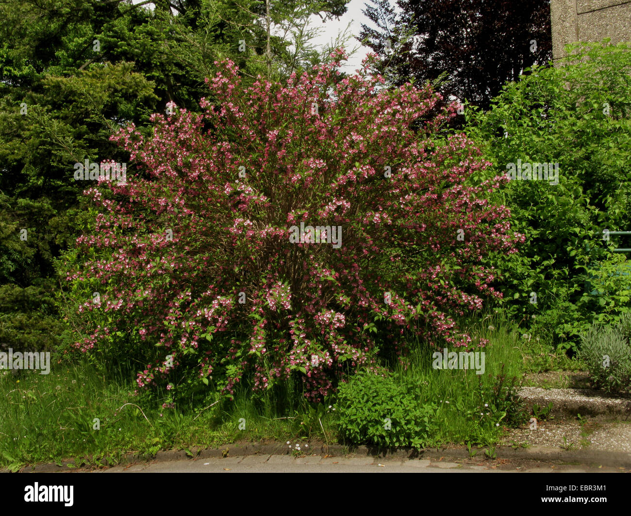 Crimson weigela (Weigela floribunda), blooming bush, Allemagne Banque D'Images