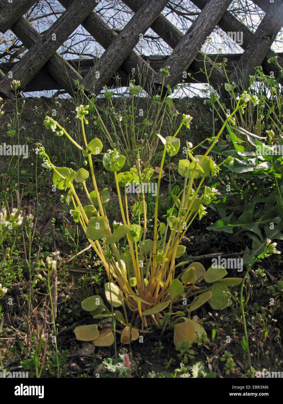Le pourpier d'hiver, miner la mâche, laitue (Claytonia perfoliata chez les mineurs), qui fleurit sur un escarpement, ALLEMAGNE, Basse-Saxe Banque D'Images