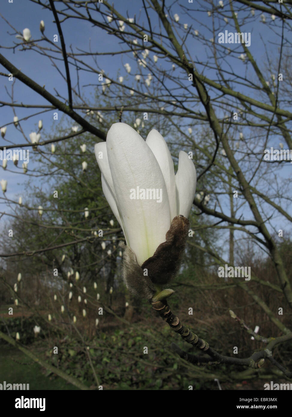 Arbre généalogique Lily, Yulan (Magnolia denudata), fleur Banque D'Images
