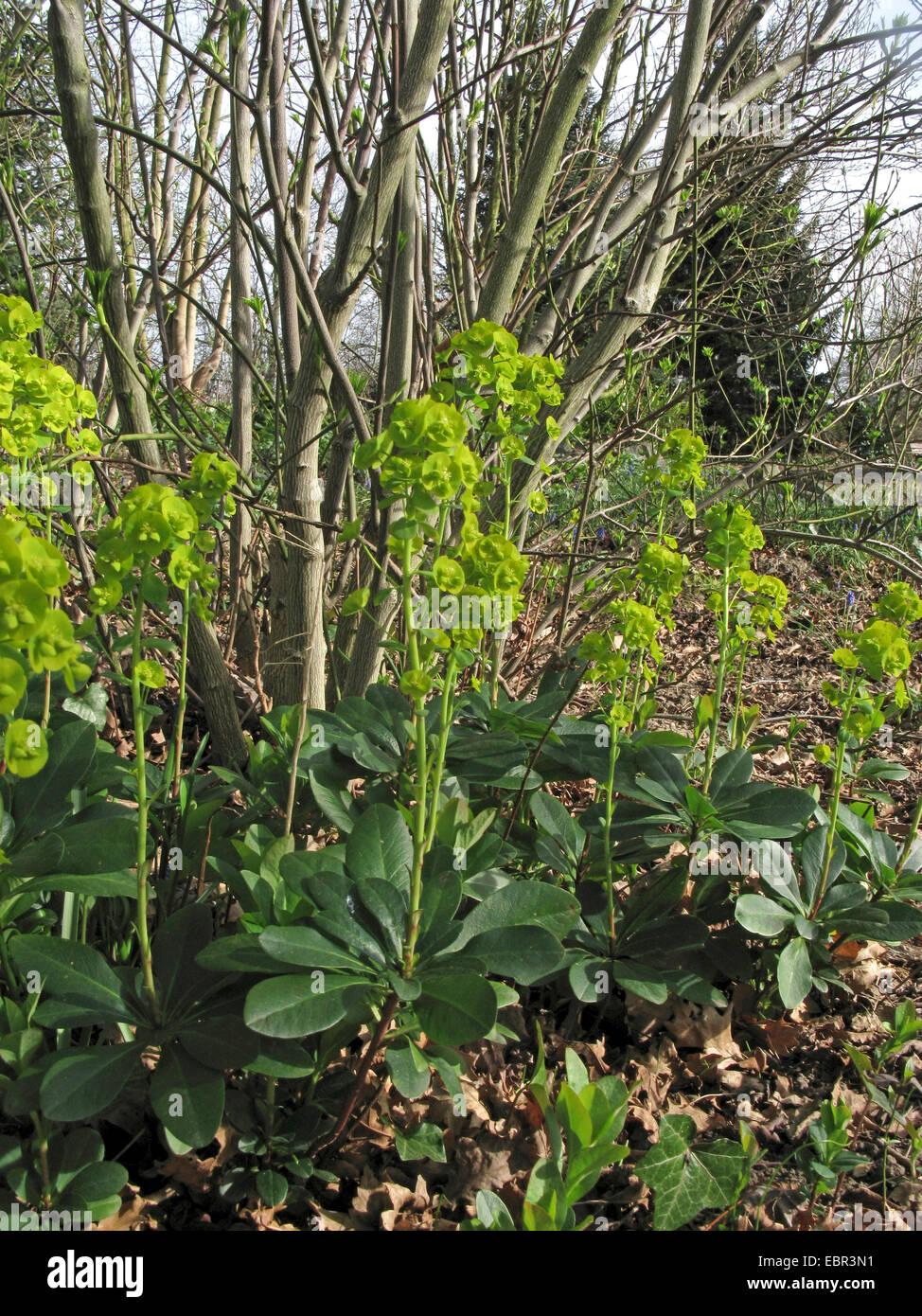 L'euphorbe ésule (Euphorbia amygdaloides bois), la floraison, Allemagne Banque D'Images