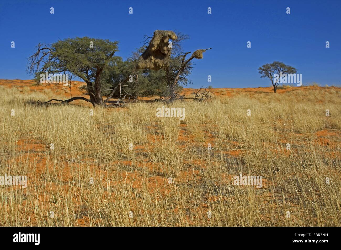Sociable weaver (Philetairus socius), arbre de nidification, Afrique du Sud, Northern Cape, Kgalagadi Transfrontier National Park Banque D'Images