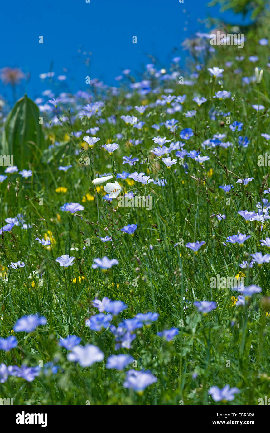 Mountain Lin (Linum alpinum), dans un pré en fleurs, Suisse Banque D'Images