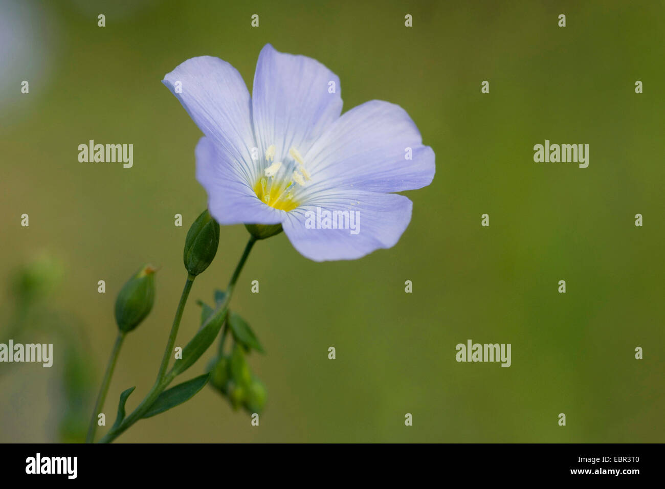 Lin (Linum austriacum autrichienne), fleur, Suisse Banque D'Images