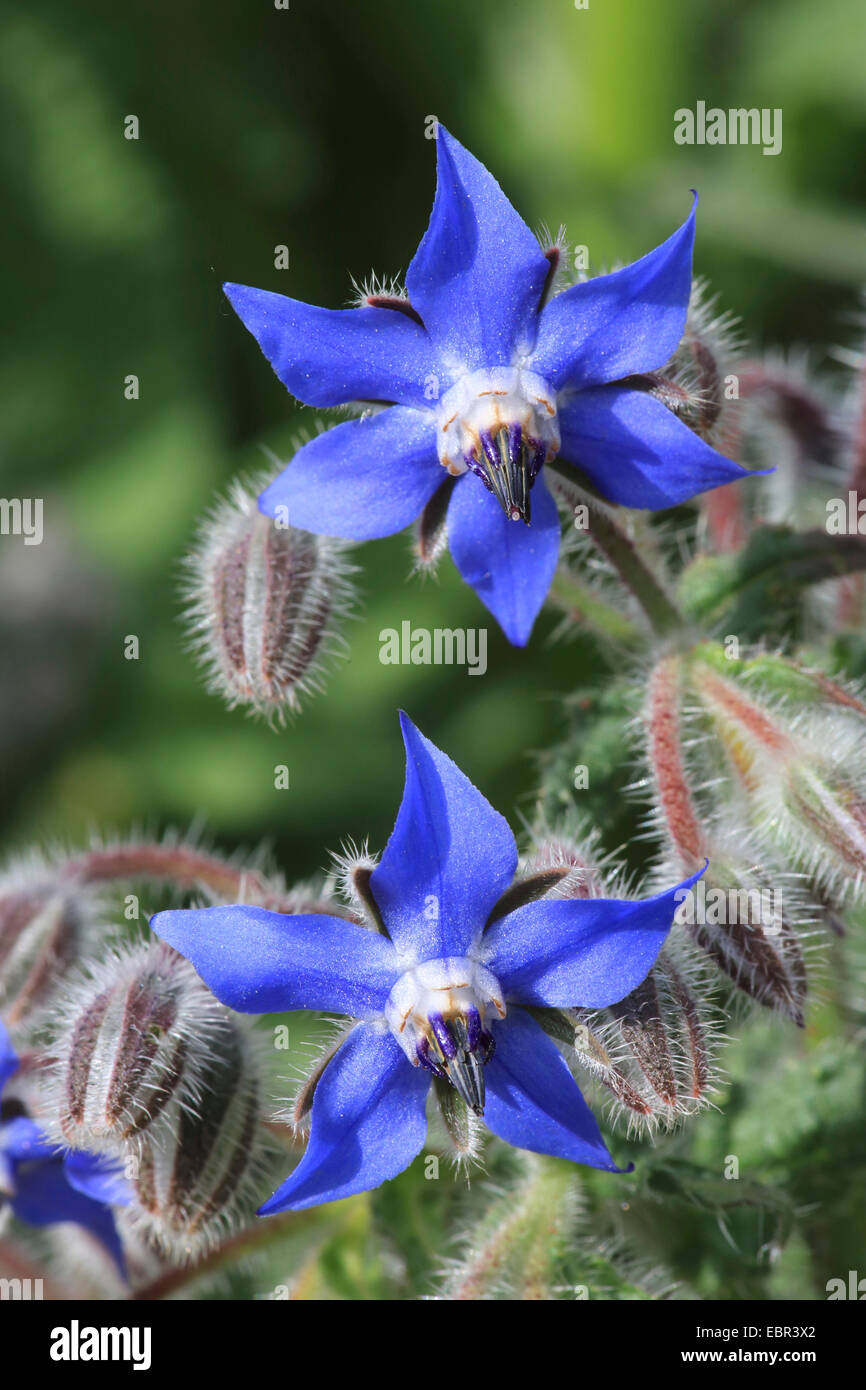 Borago officinalis bourrache (commune), fleurs Banque D'Images