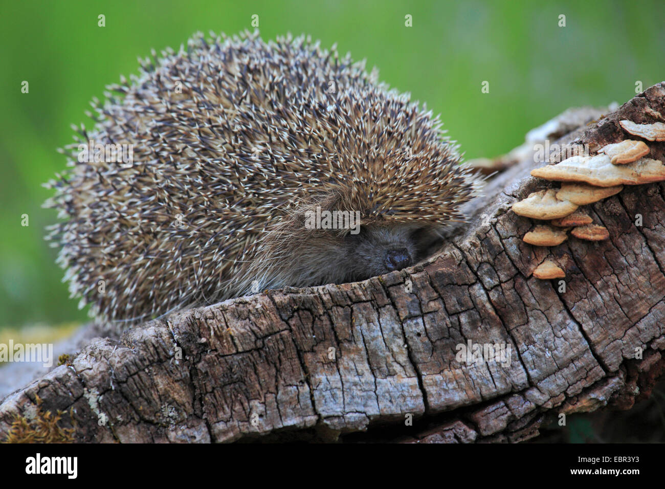 Hérisson hérisson d