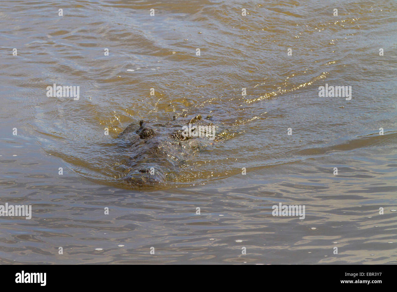 Crocodile (Crocodylus acutus), natation, le Costa Rica, Rio Herradura Banque D'Images
